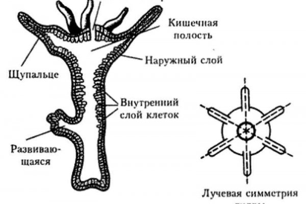 Даркнет зеркало